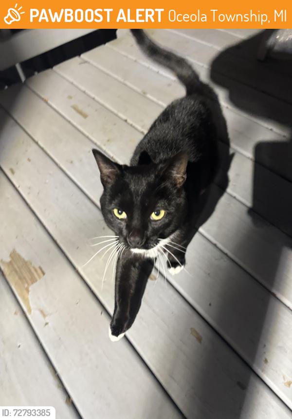 Found/Stray Male Cat last seen Kenneth Court/ BerginRd, Oceola Township, MI 48843