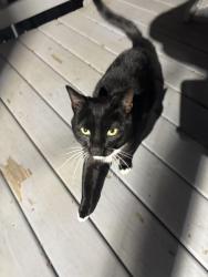 Found/Stray Male Cat last seen Kenneth Court/ BerginRd, Oceola Township, MI 48843
