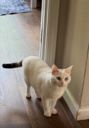 Lost Female Cat last seen Near Aberdeen Ln El Dorado Hills, El Dorado Hills, CA 95762