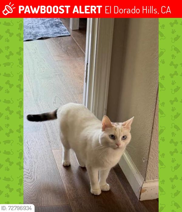 Lost Female Cat last seen Near Aberdeen Ln El Dorado Hills, El Dorado Hills, CA 95762