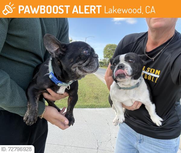 Found/Stray Female Dog last seen Bouton Drive & Harvey Way, Lakewood, CA 90712