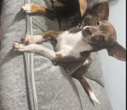 Lost Female Dog last seen Near rutgers dr, Lancaster, TX 75134