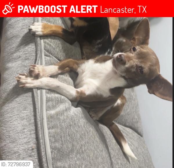 Lost Female Dog last seen Near rutgers dr, Lancaster, TX 75134