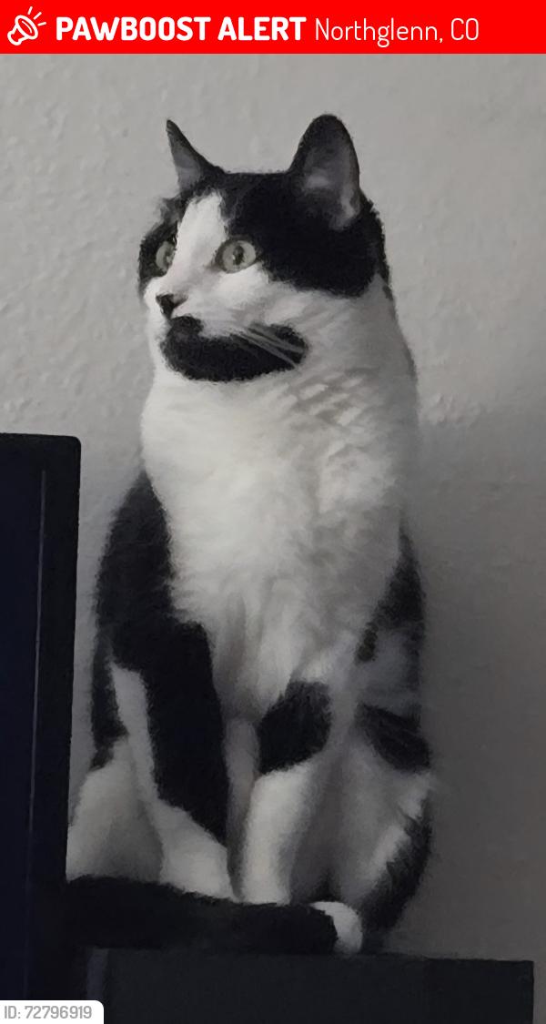 Lost Female Cat last seen Bannock street and Verna ln, Northglenn, CO 80234