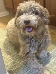 Lost Male Dog last seen Augusta Woods Subdivisin , Villa Rica, GA 30180