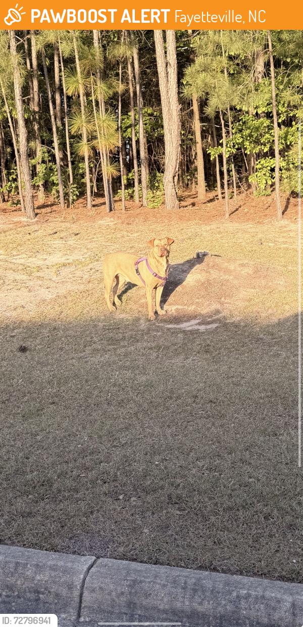 Found/Stray Female Dog last seen Near intersection of Cliffdale & All American, Fayetteville, NC 28304