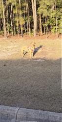 Found/Stray Female Dog last seen Near intersection of Cliffdale & All American, Fayetteville, NC 28304