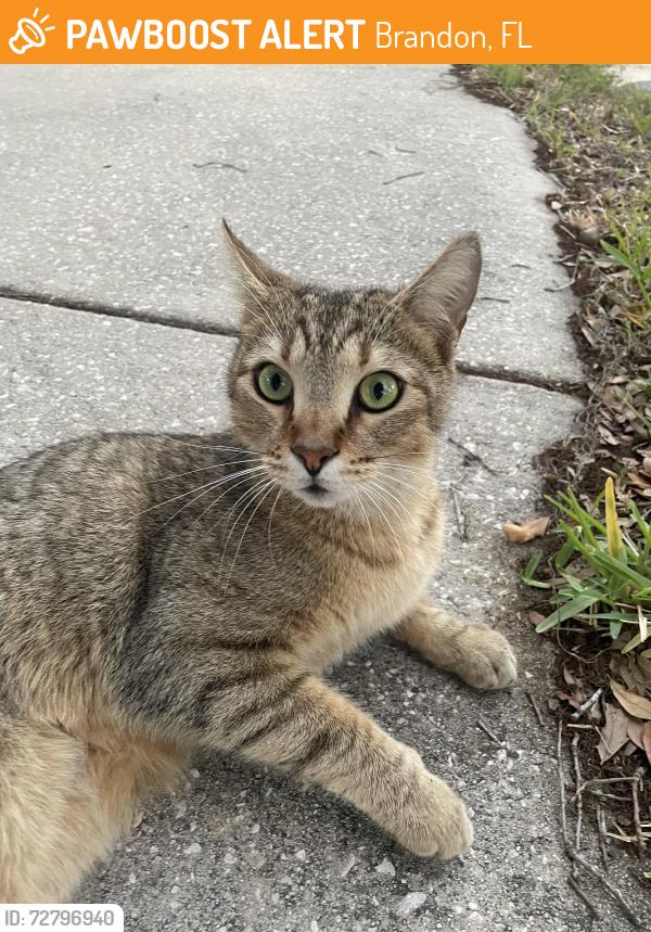 Found/Stray Unknown Cat last seen In Brandon Fl, off of Lakewood Dr and White Dove  CT, Brandon, FL 33510
