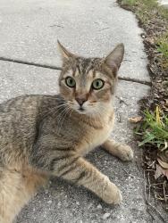 Found/Stray Unknown Cat last seen In Brandon Fl, off of Lakewood Dr and White Dove  CT, Brandon, FL 33510