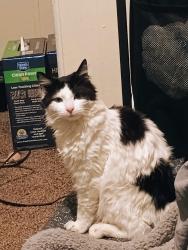 Lost Male Cat last seen Neighborhood behind Rocky's Gas station on 23rd street, Choctaw, OK 73020