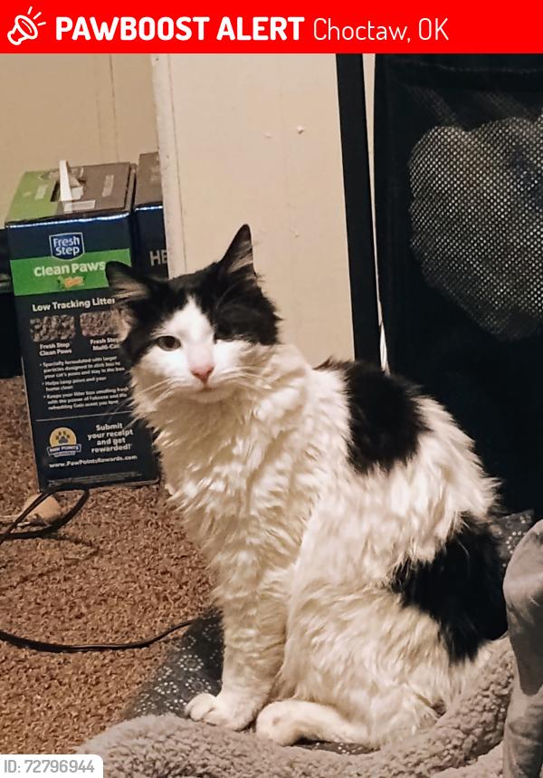 Lost Male Cat last seen Neighborhood behind Rocky's Gas station on 23rd street, Choctaw, OK 73020