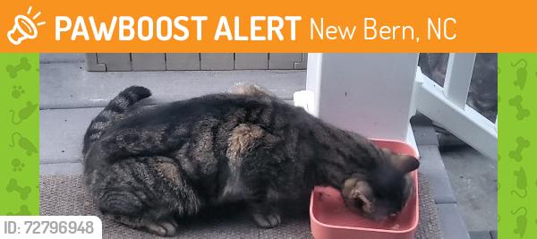 Found/Stray Unknown Cat last seen Adell St, New Bern, NC 28562