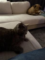 Lost Female Cat last seen Last seen in the hse on lattice ct, Plano, TX 75075