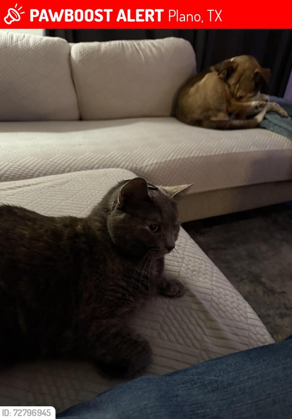 Lost Female Cat last seen Last seen in the hse on lattice ct, Plano, TX 75075