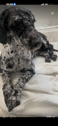 Lost Male Dog last seen blackstone ave, Justice, IL 60458
