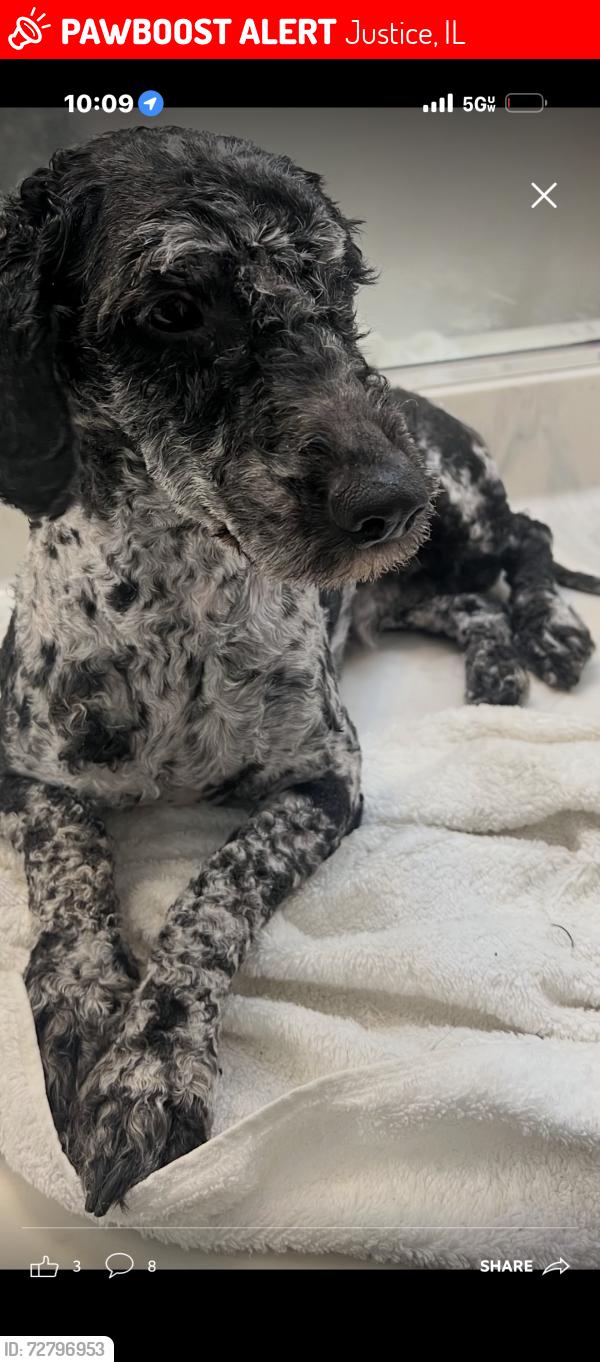 Lost Male Dog last seen blackstone ave, Justice, IL 60458