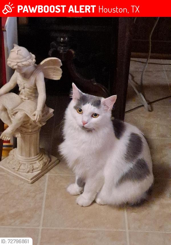 Lost Female Cat last seen Lido Ln & Mall also Lido Ln & Watonga by Watonga Park, Houston, TX 77092