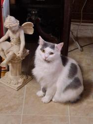 Lost Female Cat last seen Lido Ln & Mall also Lido Ln & Watonga by Watonga Park, Houston, TX 77092