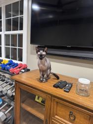 Lost Male Cat last seen Babb drive, Rocky Face, GA 30740