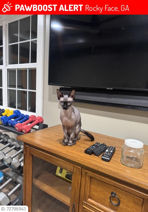 Lost Male Cat last seen Babb drive, Rocky Face, GA 30740