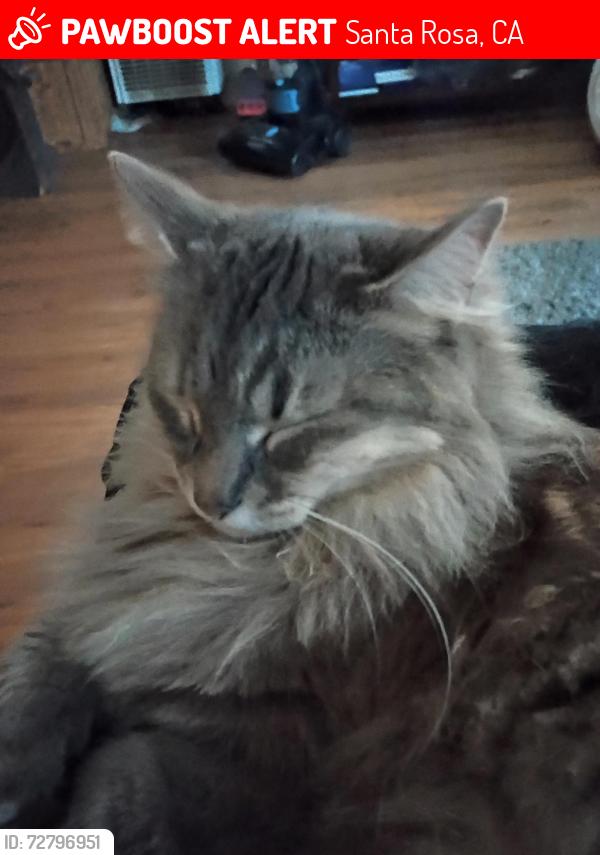 Lost Female Cat last seen Village pets and supplies, Santa Rosa, CA 95405