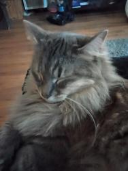 Lost Female Cat last seen Village pets and supplies, Santa Rosa, CA 95405