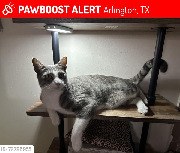 Lost Male Cat last seen Daniel and Glynn Oaks, Arlington, TX 76010