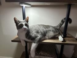 Lost Male Cat last seen Daniel and Glynn Oaks, Arlington, TX 76010