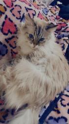 Lost Female Cat last seen menaul and university , Albuquerque, NM 87107