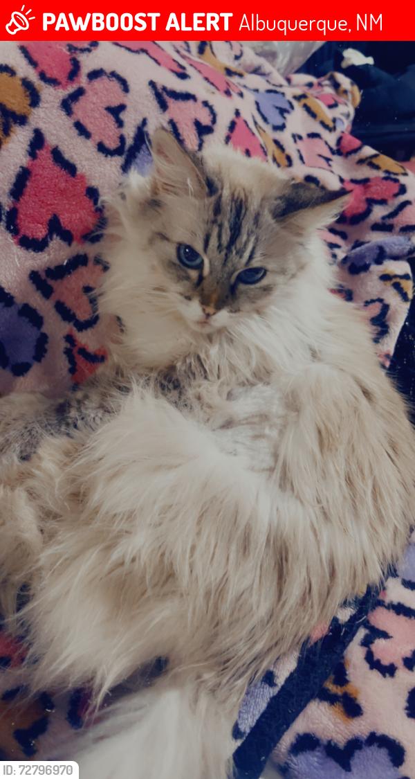 Lost Female Cat last seen menaul and university , Albuquerque, NM 87107