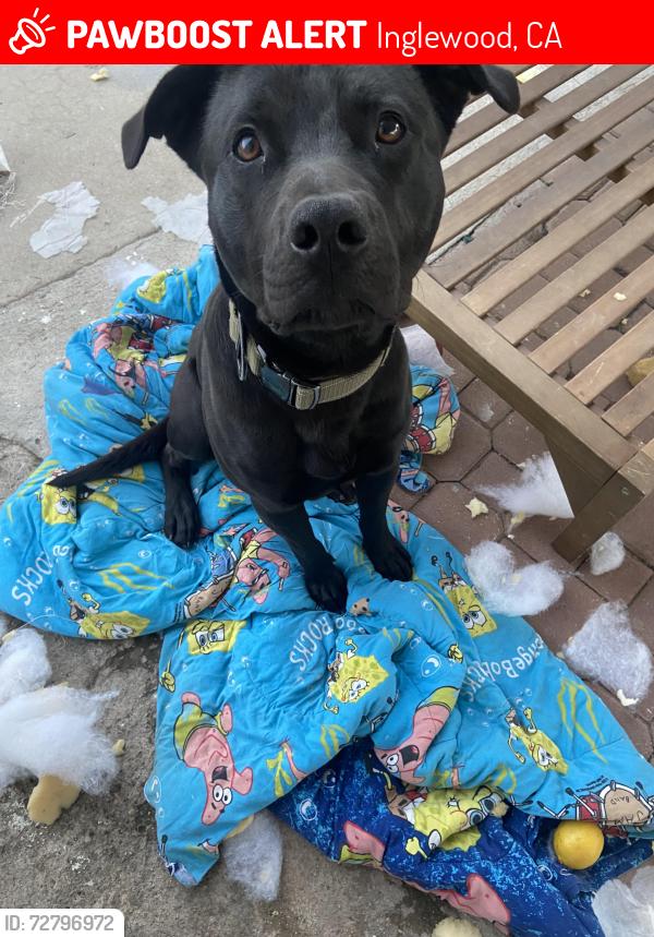 Lost Male Dog last seen Doty/ w111th street, Inglewood, CA 90303