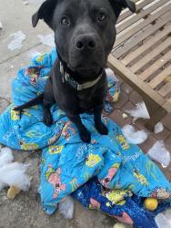 Lost Male Dog last seen Doty/ w111th street, Inglewood, CA 90303