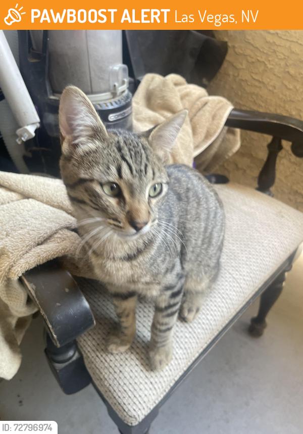 Found/Stray Male Cat last seen Shanghai plaza , Las Vegas, NV 89103