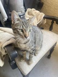 Found/Stray Male Cat last seen Shanghai plaza , Las Vegas, NV 89103