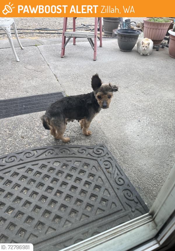 Found/Stray Female Dog last seen I Orchardvale Rd between Durham and Blaine Rd, Zillah, WA 98953