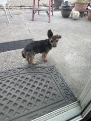 Found/Stray Female Dog last seen I Orchardvale Rd between Durham and Blaine Rd, Zillah, WA 98953
