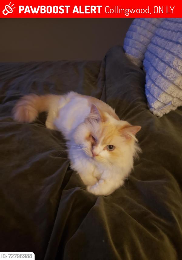 Lost Male Cat last seen High st and Findlay , Collingwood, ON L9Y