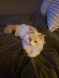 Lost Male Cat last seen High st and Findlay , Collingwood, ON L9Y