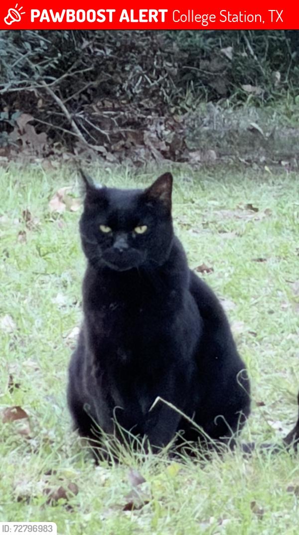 Lost Male Cat last seen Dyess and Forest Lake, College Station, TX 77845