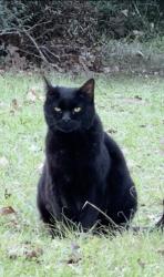 Lost Male Cat last seen Dyess and Forest Lake, College Station, TX 77845
