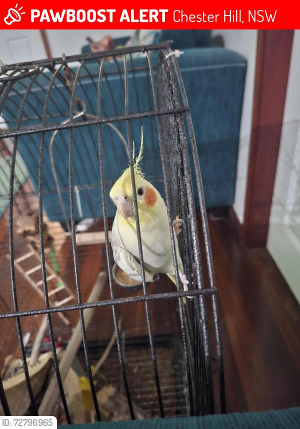 Lost Male Bird last seen Virgil Ave and Priam St, Chester Hill, NSW 2162