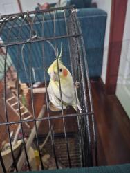 Lost Male Bird last seen Virgil Ave and Priam St, Chester Hill, NSW 2162