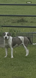 Found/Stray Unknown Dog last seen Diboll, Diboll, TX 75941