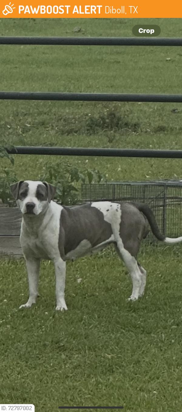 Found/Stray Unknown Dog last seen Diboll, Diboll, TX 75941