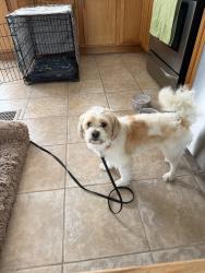 Found/Stray Male Dog last seen 83rd Street and S Kenneth, Chicago, IL 60652