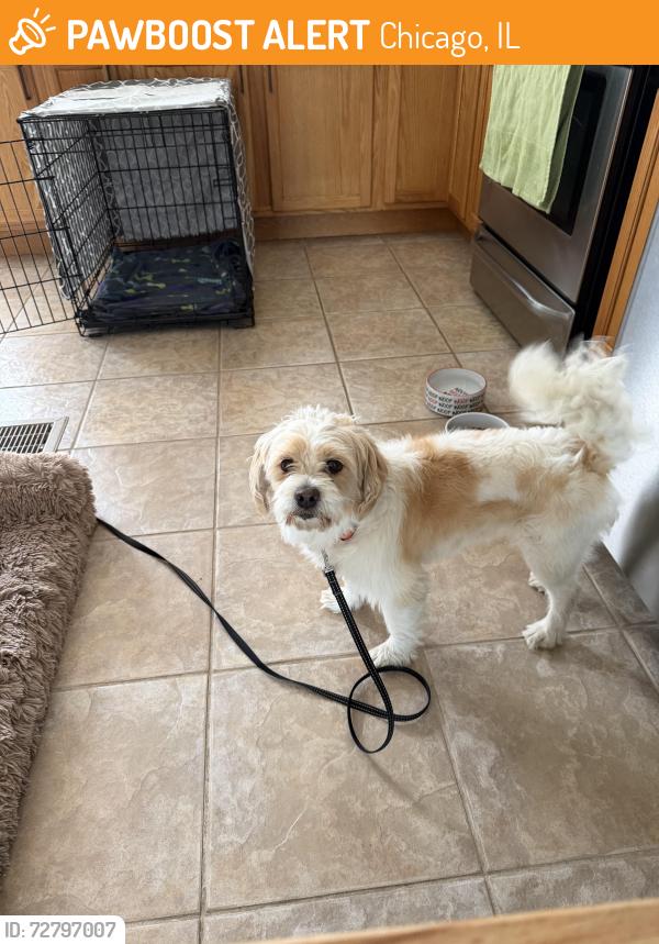 Found/Stray Male Dog last seen 83rd Street and S Kenneth, Chicago, IL 60652