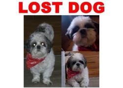 Lost Male Dog last seen brannon, St. Louis, MO 63109