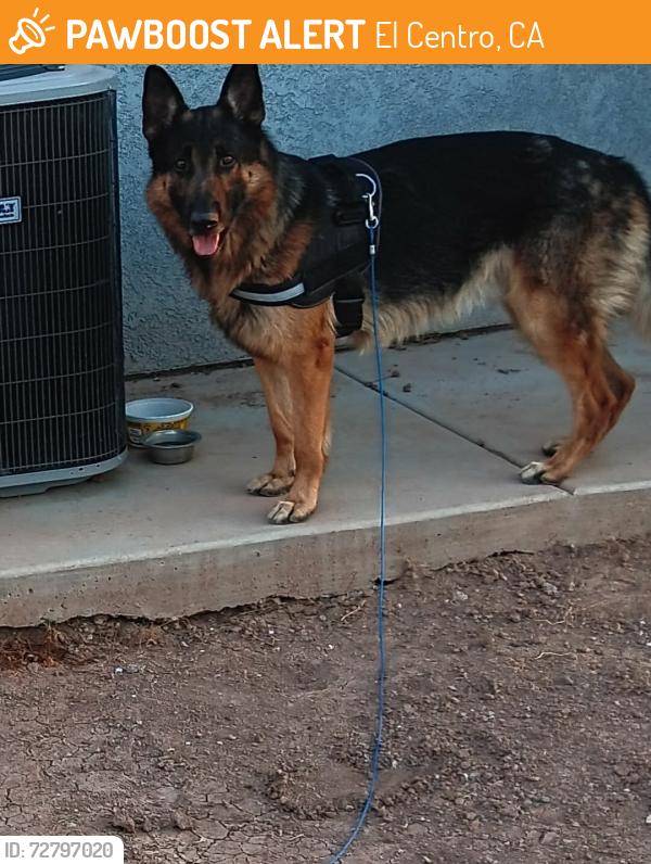 Found/Stray Male Dog last seen Adam's AutoZone, El Centro, CA 92243