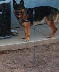 Found/Stray Male Dog last seen Adam's AutoZone, El Centro, CA 92243