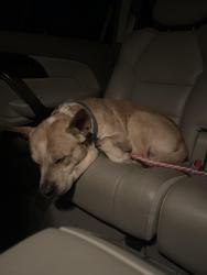 Found/Stray Male Dog last seen Blue Beech Dr, Greenville, NC, Greenville, NC 27858
